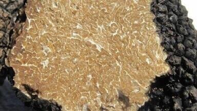 Searching for Truffles — Chromatography Sniffs out the Real Deal