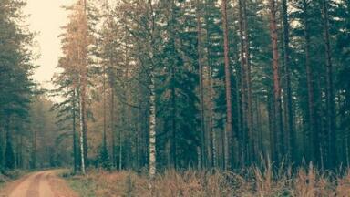 What Makes the Unique ‘Scots-pine’ Smell? — Chromatography Explores