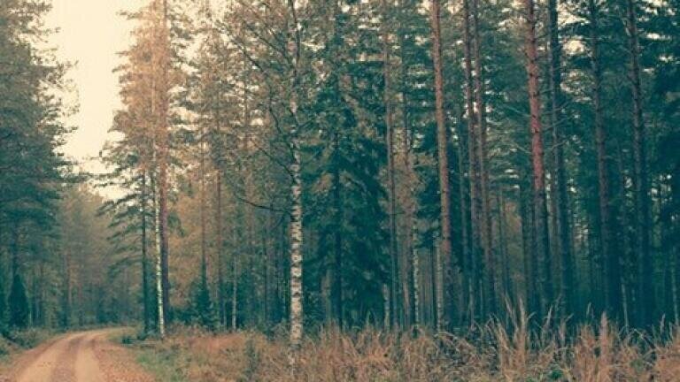 What Makes the Unique ‘Scots-pine’ Smell? — Chromatography Explores