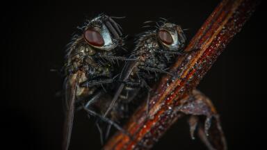 You Are What You Eat — Chromatography Checks Flies' Guts