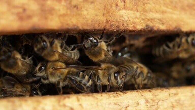 Is Propolis the Key to Safe Natural Emulsion Products? - Chromatography Explores