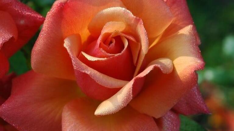 What Do Roses Smell Of? — Chromatography Investigates
