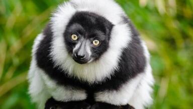 How Does Injury Affect Primates' Scent Signalling? — Chromatography Explores