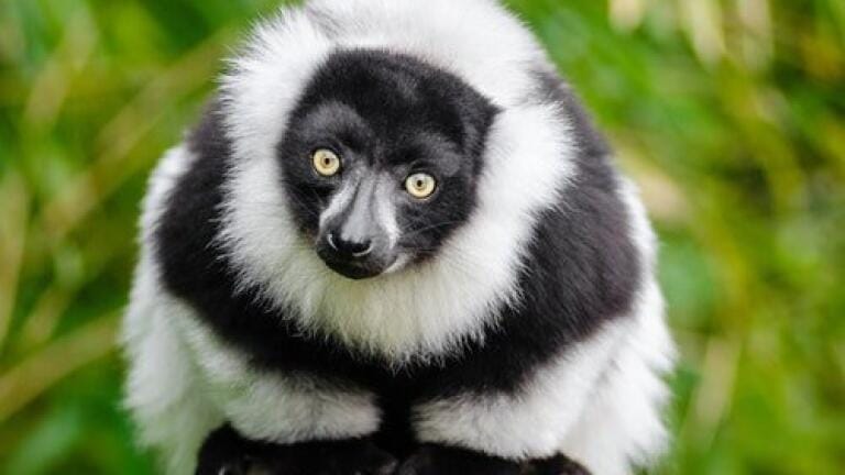 How Does Injury Affect Primates' Scent Signalling? — Chromatography Explores