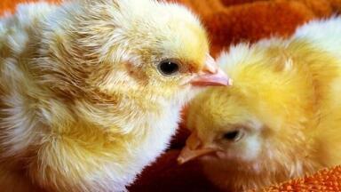 Keeping Your Chicken Safe from Pesticides — Chromatography Investigates