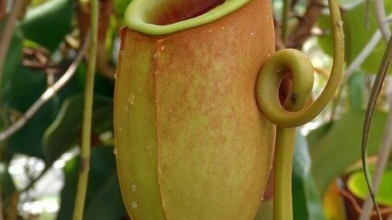 How Plants Use Carbon Dioxide to Capture Bugs – Chromatography Investigates