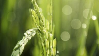 Is There a Safer Way to Use Pesticides? - Chromatography Explores