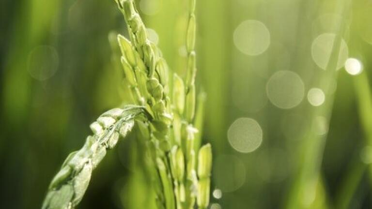 Is There a Safer Way to Use Pesticides? - Chromatography Explores