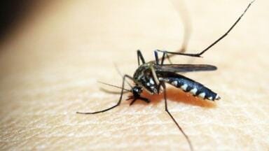 Are Anti-Malarial Treatments Failing? - Chromatography Investigates