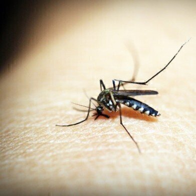 Are Anti-Malarial Treatments Failing? - Chromatography Investigates