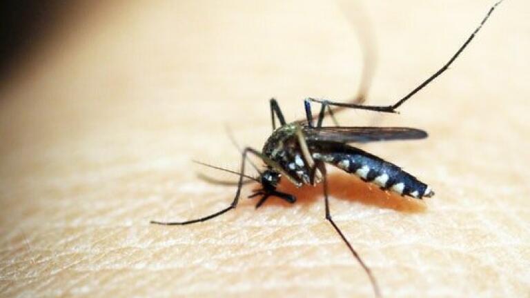 Are Anti-Malarial Treatments Failing? - Chromatography Investigates
