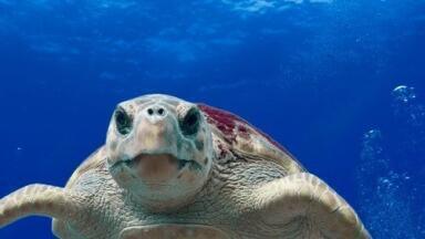 Chromatography Looks at the Impact of Plastic Debris on Sea Turtles