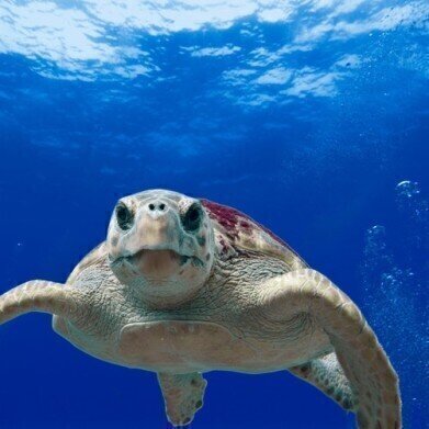 Chromatography Looks at the Impact of Plastic Debris on Sea Turtles