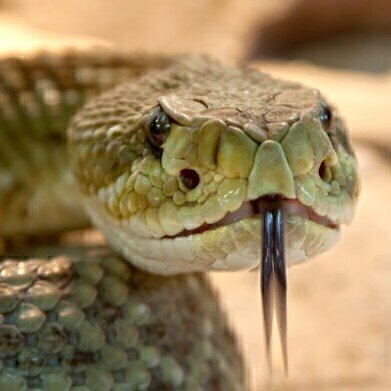 What's Useful About Snake Venom? - Chromatography Explores