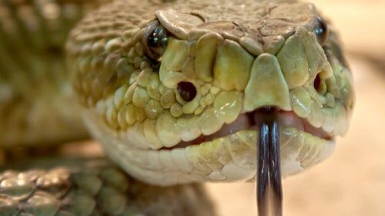 What's Useful About Snake Venom? - Chromatography Explores
