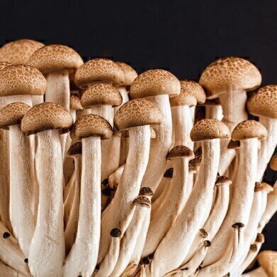 Chromatography Explores the Health Benefits of Mushrooms