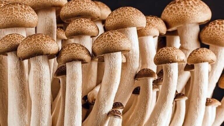 Chromatography Explores the Health Benefits of Mushrooms