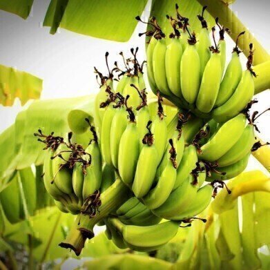 Is Banana Peel Suitable for Biofuel? - Chromatography Investigates