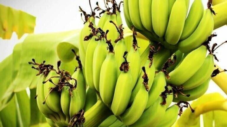 Is Banana Peel Suitable for Biofuel? - Chromatography Investigates