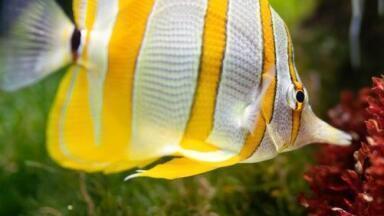 What Should You Be Feeding Your Fish? - Chromatography Explores