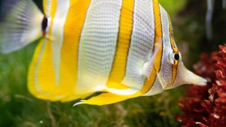 What Should You Be Feeding Your Fish? - Chromatography Explores