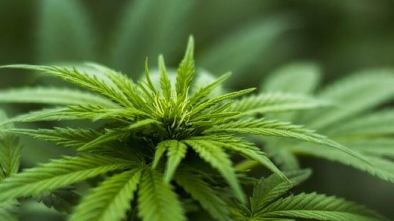 How is Cannabidiol Extracted from Cannabis? - Chromatography Investigates