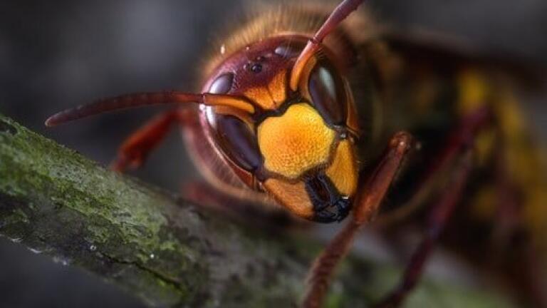 Can We Use Wasp Venom as an Antibiotic Treatment?