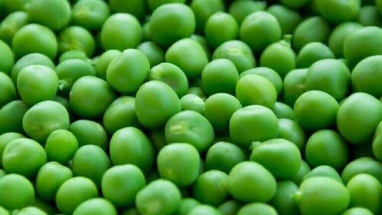 How to Improve the Flavour of Pea Protein? - Chromatography Investigates