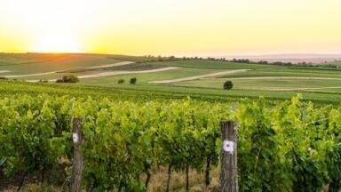 Climate and Wine - Chromatography Investigates