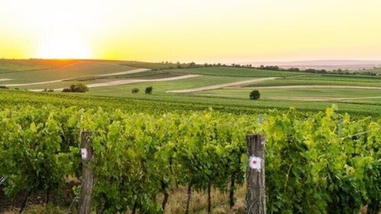 Climate and Wine - Chromatography Investigates