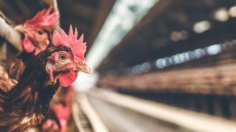 Making Chicken Safe to Eat? - Chromatography Investigates
