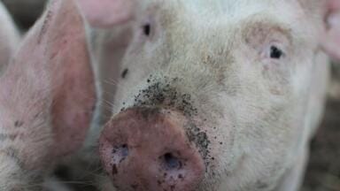 Is Your Pork Medicine-Free? - Chromatography Investigates