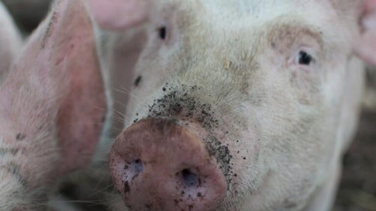 Is Your Pork Medicine-Free? - Chromatography Investigates