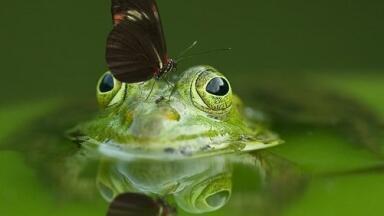 Finding Anticancer Properties in Green Algae - Chromatography Can Help