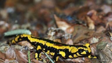 Are Toxic Fire Salamanders More Yellow? - Chromatography Investigates