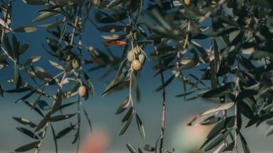 Does Olive Oil Have Anticancer Properties? - Chromatography Explores