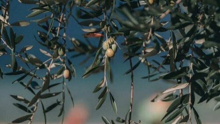 Does Olive Oil Have Anticancer Properties? - Chromatography Explores