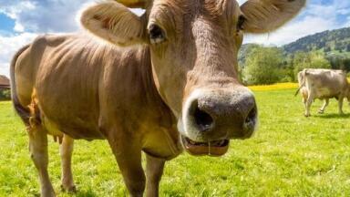 Organic or Non-Organic Milk, What's the Difference? - Chromatography Investigates