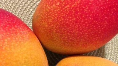 Chromatography Assesses the Nutritional Value of Mango