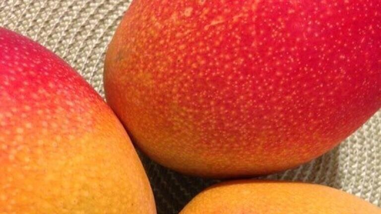 Chromatography Assesses the Nutritional Value of Mango