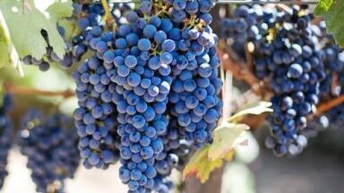 Does Each Wine Have a 'Fingerprint'? - Chromatography Investigates