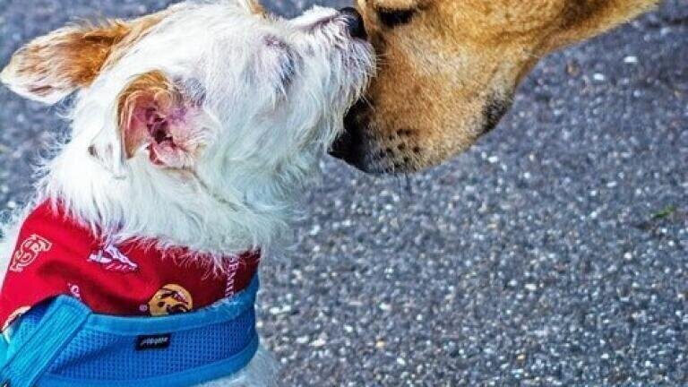 What is Oxytocin? - Chromatography Tests Levels in Dogs
