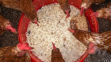 CEN Updates Animal Feed Standards - and Chromatography is Key