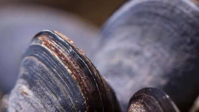 Improving Seafood's Shelf-Life with Chromatography