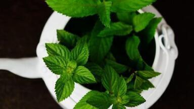 Chromatography Assesses Ethiopia's Medicinal Plants