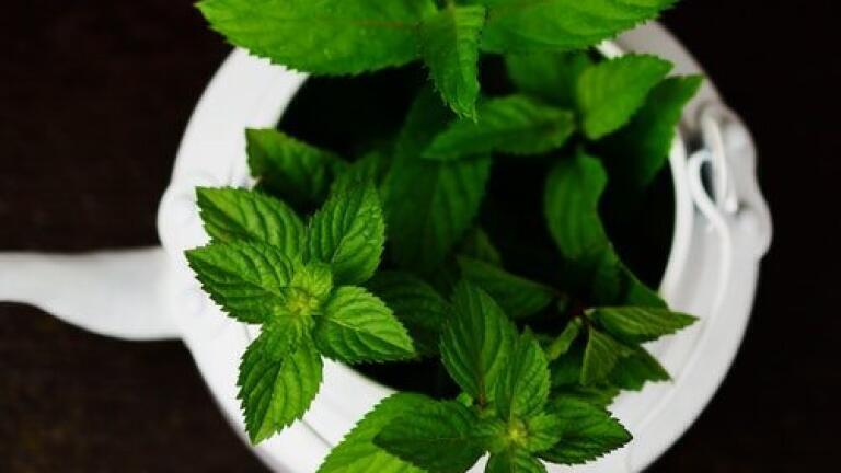 Chromatography Assesses Ethiopia's Medicinal Plants