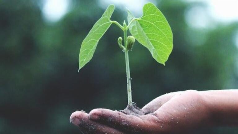 Remediating Soil with the Help of Chromatography