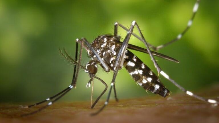 Evaluating a Potential Cure for Malaria with LC-MS