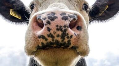 Does a Cow's Diet Affect Their Milk? - Chromatography Explores