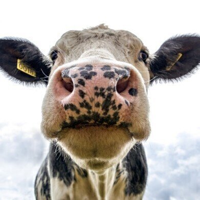 Does a Cow's Diet Affect Their Milk? - Chromatography Explores